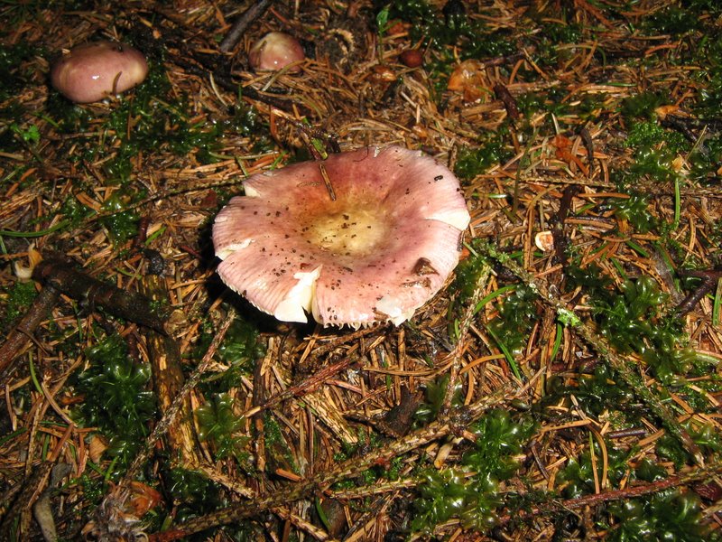 Funghi da Le Piastre